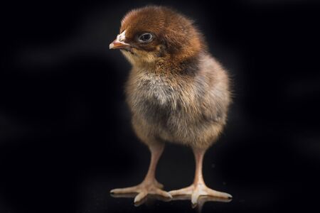 A newborn brown Chick Ayam Kampung is the chicken breed reported from Indonesia. `free-range chicken` or literally `village chicken`(Gallus domesticus). isolated on black backgroundの写真素材