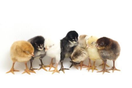 seven newborn yellow brown black orange Chick Ayam Kampung . `free-range chicken` or literally `village chicken`Gallus domesticus. isolated on white backgroundの写真素材
