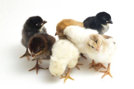 seven newborn yellow brown black orange Chick Ayam Kampung . `free-range chicken` or literally `village chicken`Gallus domesticus. isolated on white backgroundの写真素材