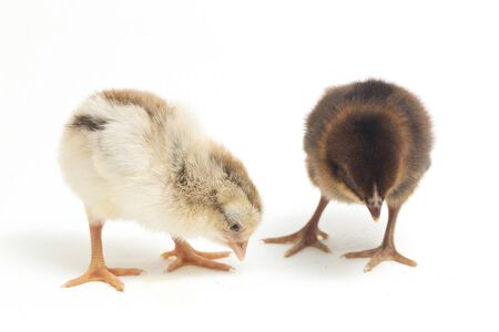Two newborn brown white Chick Ayam Kampung is the chicken breed reported from Indonesia. `free-range chicken` or literally `village chicken`Gallus domesticus. isolated on white backgroundの写真素材