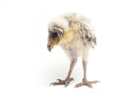 A chick of Barn Owl tyto alba isolated on white backgroundの写真素材