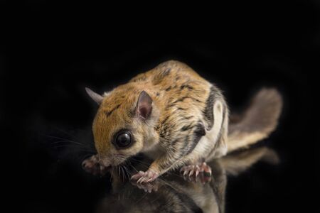 The Javanese flying squirrel (Iomys horsfieldii) is a species of rodent in the family Sciuridae. It is found in Indonesia, Malaysia, and Singapore. Isolated on black backgroundの写真素材