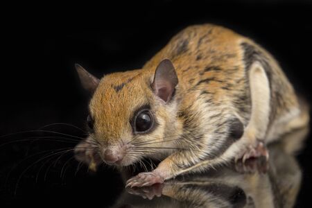 The Javanese flying squirrel (Iomys horsfieldii) is a species of rodent in the family Sciuridae. It is found in Indonesia, Malaysia, and Singapore. Isolated on black backgroundの写真素材
