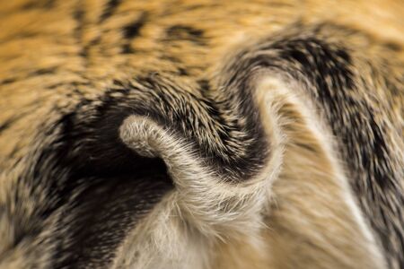The Javanese flying squirrel (Iomys horsfieldii) is a species of rodent in the family Sciuridae. It...