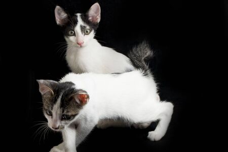 Two Beautiful twin domestic white kitten cat isolated on a black background