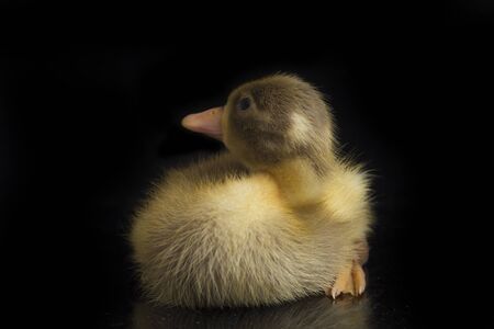 Close up Yellow duckling ( indian runner duck) isolated on Black backgroundの写真素材