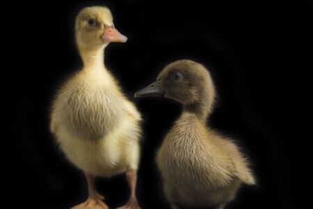 Close up two Yellow duckling ( indian runner duck) isolated on Black backgroundの写真素材