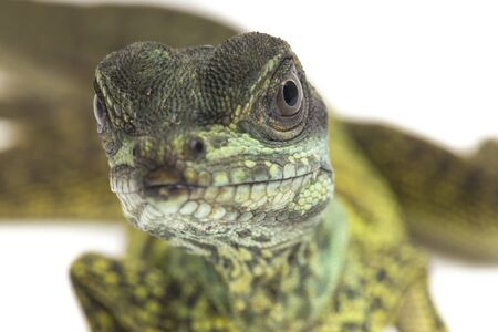 Baby Juvenile Sailfin Dragon Lizard (Hydrosaurus weberi) isolated on white backgroundの写真素材