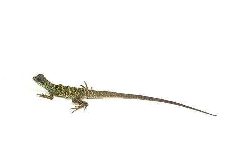 Baby Juvenile Sailfin Dragon Lizard (Hydrosaurus weberi) isolated on white background