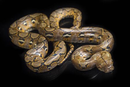 Reticulated Python (Python reticulatus) isolated on black background.の写真素材