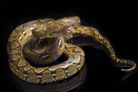 Reticulated Python (Python reticulatus) isolated on black background.の素材 [FY310149170703]