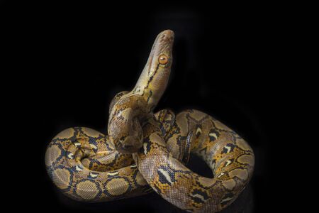 Reticulated Python (Python reticulatus) isolated on black background.