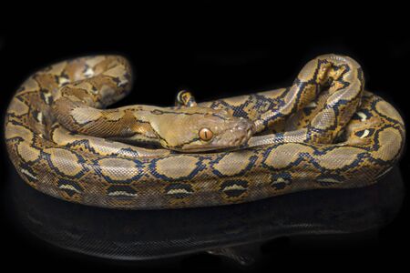 Reticulated Python (Python reticulatus) isolated on black background.の写真素材