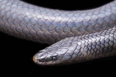 Xenopeltis unicolor Shedding it's Skin. Common names: sunbeam snake is a non-venomous sunbeam snake species found in Southeast Asia and some regions of Indonesia. isolated on black backgroundの写真素材
