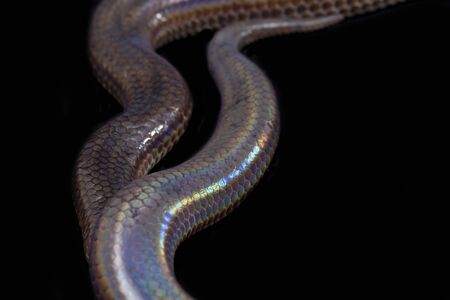 Xenopeltis unicolor. Common names: sunbeam snake is a non-venomous sunbeam snake species found in Southeast Asia and some regions of Indonesia. isolated on Black backgroundの写真素材