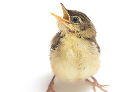 Young Zitting Cisticola Bird (Cisticola juncidis) isolated on white background