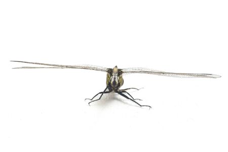 dragonfly macro isolated on white background