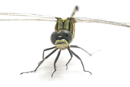 dragonfly macro isolated on white backgroundの写真素材