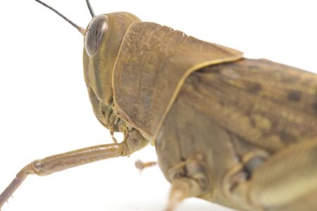 Javanese Grasshopper (Valanga nigricornis ) isolated on white background.の写真素材
