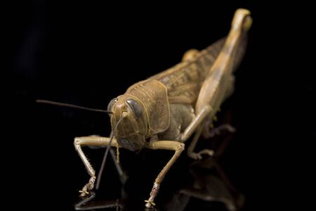 Javanese Grasshopper (Valanga nigricornis ) isolated on black background.の写真素材