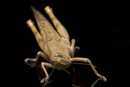 Javanese Grasshopper (Valanga nigricornis ) isolated on black background.の写真素材