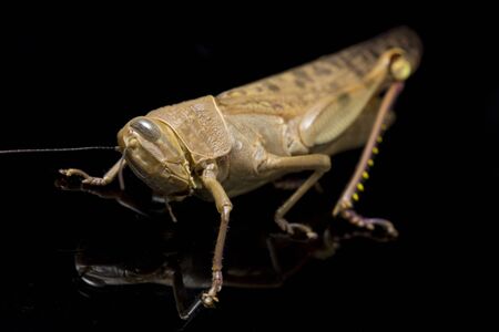 Javanese Grasshopper (Valanga nigricornis ) isolated on black background.