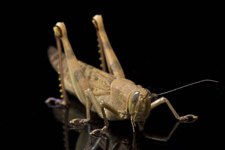 Javanese Grasshopper (Valanga nigricornis ) isolated on black background.の写真素材