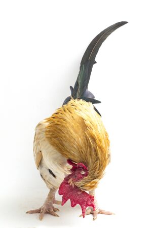 Rooster bantam chicken or Ayam kate is any small variety of fowl, especially chickens isolated on...