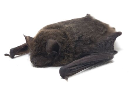 The common bent-wing bat, Schreibers' long-fingered bat, or Schreibers' bat (Miniopterus schreibersii) isolated on white backgroundの写真素材