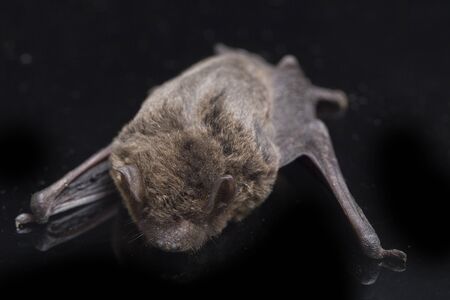 The common bent-wing bat, Schreibers' long-fingered bat, or Schreibers' bat (Miniopterus schreibersii) isolated on white backgroundの写真素材