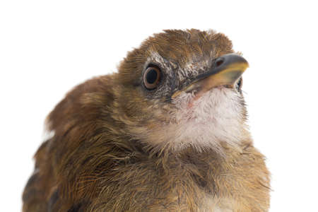 Bird grey-chested jungle flycatcher (Cyornis umbratilis) isolated on white backgroundの写真素材
