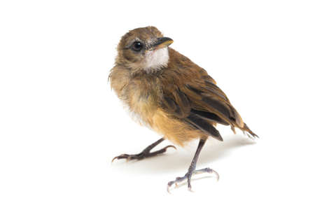 Bird grey-chested jungle flycatcher (Cyornis umbratilis) isolated on white backgroundの写真素材