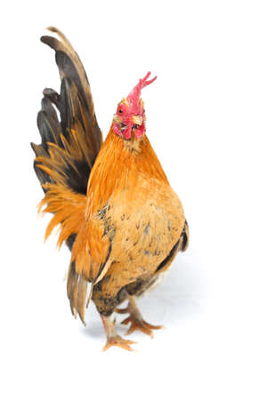 Rooster bantam chicken isolated on white backgroundの写真素材