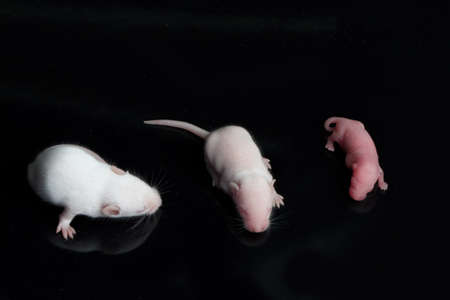 portrait of baby rat on a black backgroundの写真素材