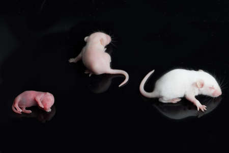 portrait of baby rat on a black backgroundの写真素材