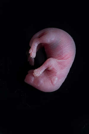 portrait of baby rat on a black background