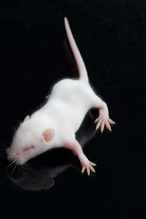 portrait of baby rat on a black backgroundの写真素材
