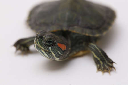 Red-eared Slider turtle (Trachemys scripta elegans) isolated on a white background.の写真素材