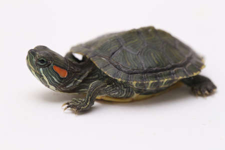 Red-eared Slider turtle (Trachemys scripta elegans) isolated on a white background.の写真素材