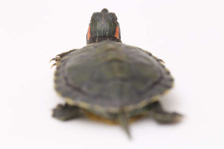 Red-eared Slider turtle (Trachemys scripta elegans) isolated on a white background.の写真素材