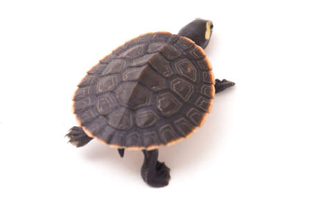 Red-bellied Shortneck Turtle (Emydura subglobosa) isolated on white background