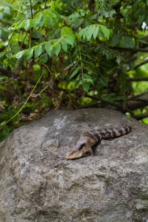 blue-tongued skink lizard (Tiliqua gigas)の写真素材