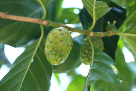 Green Noni or Morinda Citrifolia Fruits on Tree.