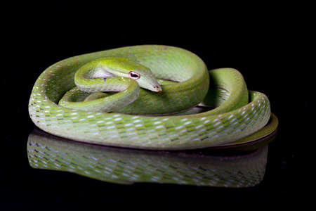 Asian vine snake / Ahaetulla prasina isolated on black background