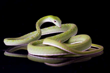 Asian vine snake / Ahaetulla prasina isolated on black backgroundの写真素材