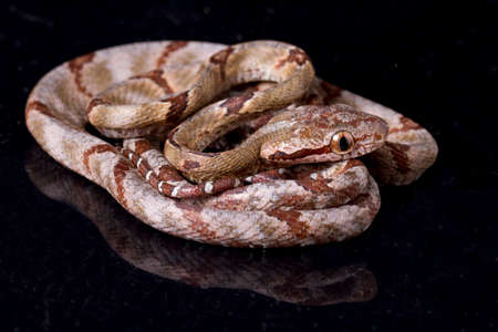 Boiga cynodon, commonly known as the dog-toothed cat snake isolated on black backgroundの写真素材