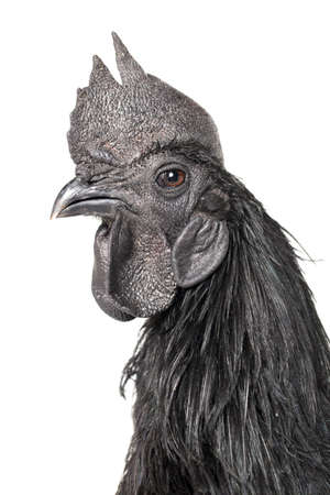 Black Rooster Ayam Cemani Chicken isolated on white background.の写真素材