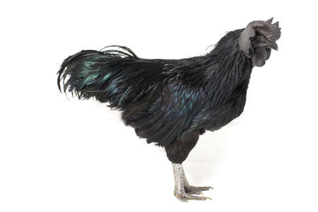 Black Rooster Ayam Cemani Chicken isolated on white background.の写真素材