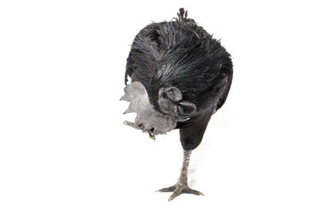 Black Rooster Ayam Cemani Chicken isolated on white background.の写真素材