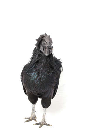 Black Rooster Ayam Cemani Chicken isolated on white background.の写真素材